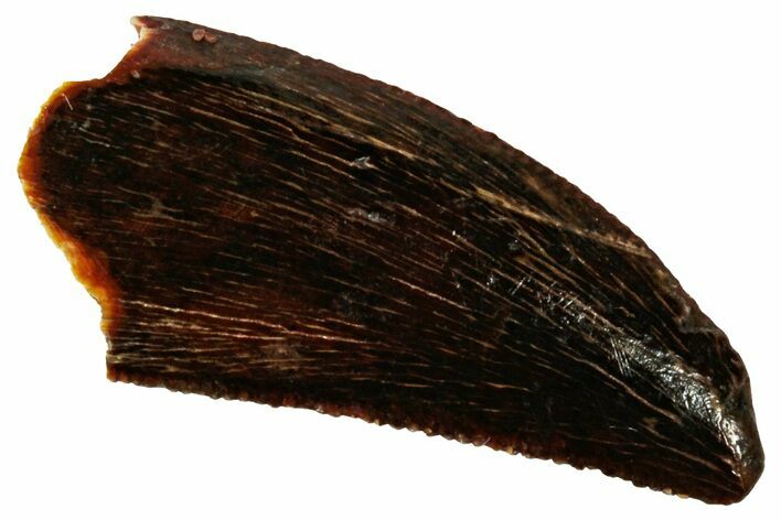 Serrated, Raptor Tooth - Real Dinosaur Tooth #296204